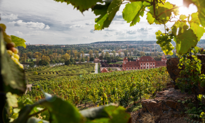 Visitas Guiadas_Vinhedo de St; Kl&aacute;ry