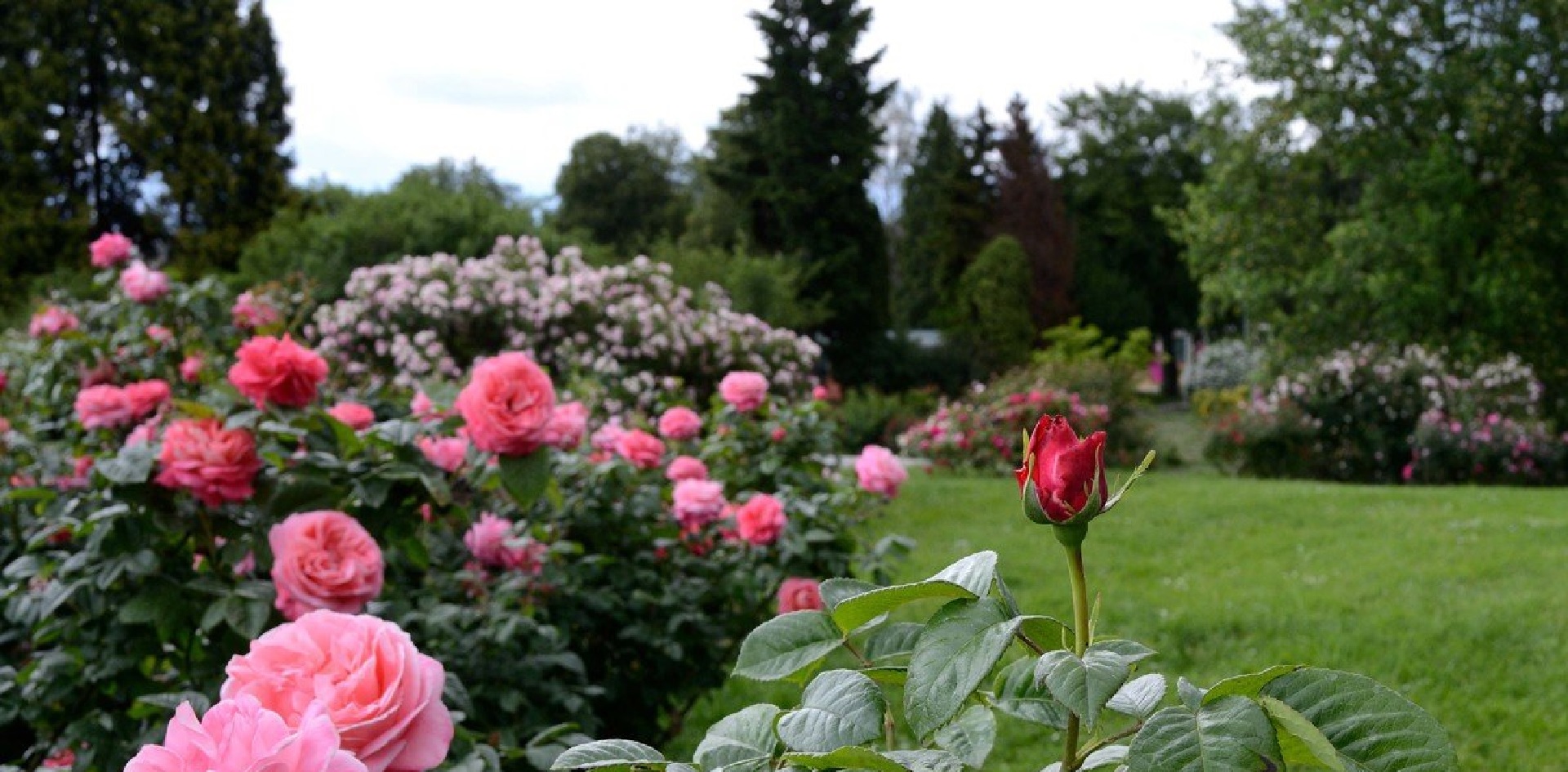 A garden filled with pink rose bushes, with a single red rosebud in the foreground and green lawn beyond.