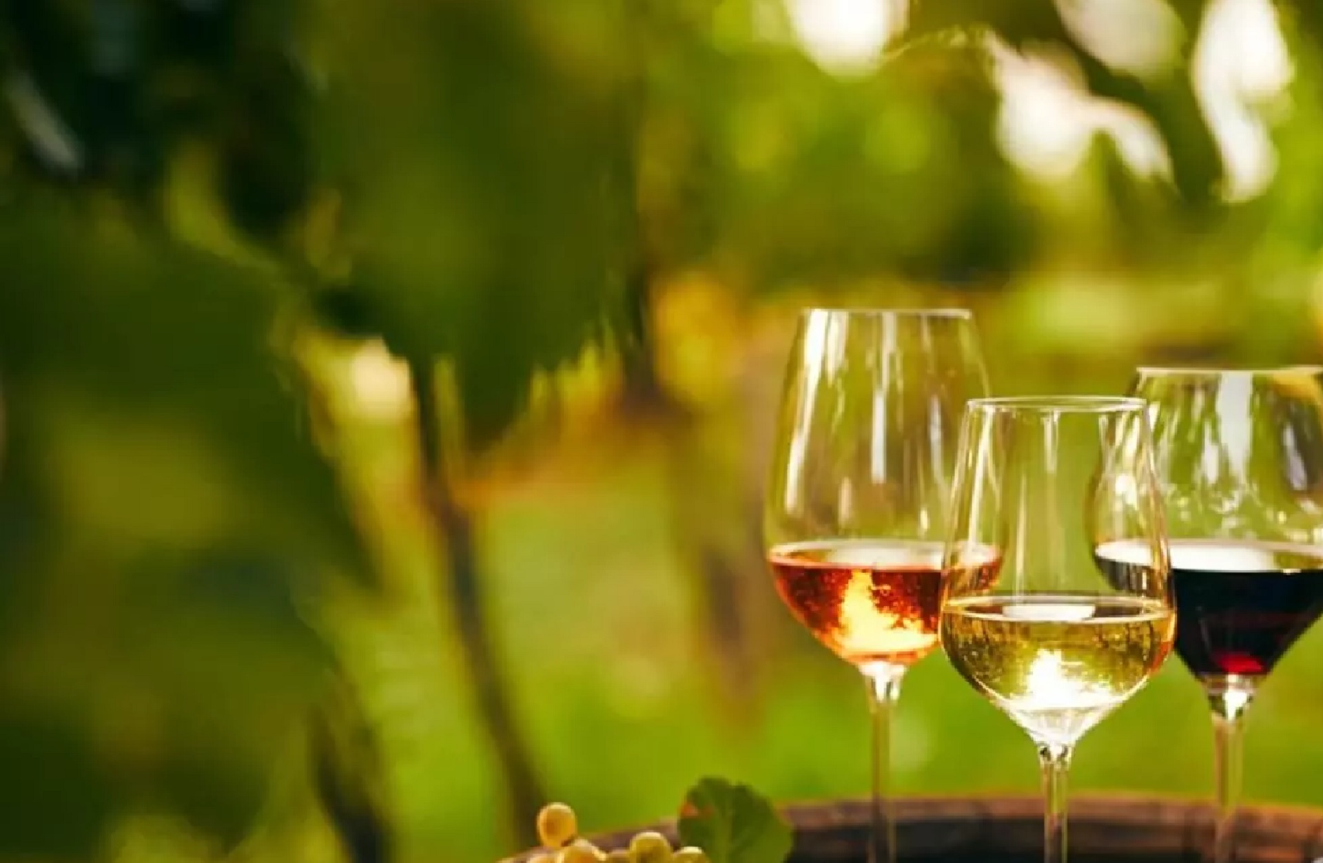 Vinhos tchecos