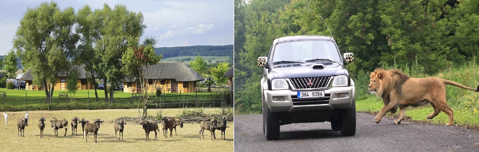 Split image: left side shows a herd of antelopes near huts in a grassy reserve; right side shows a silver SUV on a road with a lion nearby.