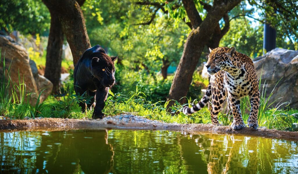 Black panther and leopard stand near a sunny pond, facing each other in a lush, leafy enclosure.