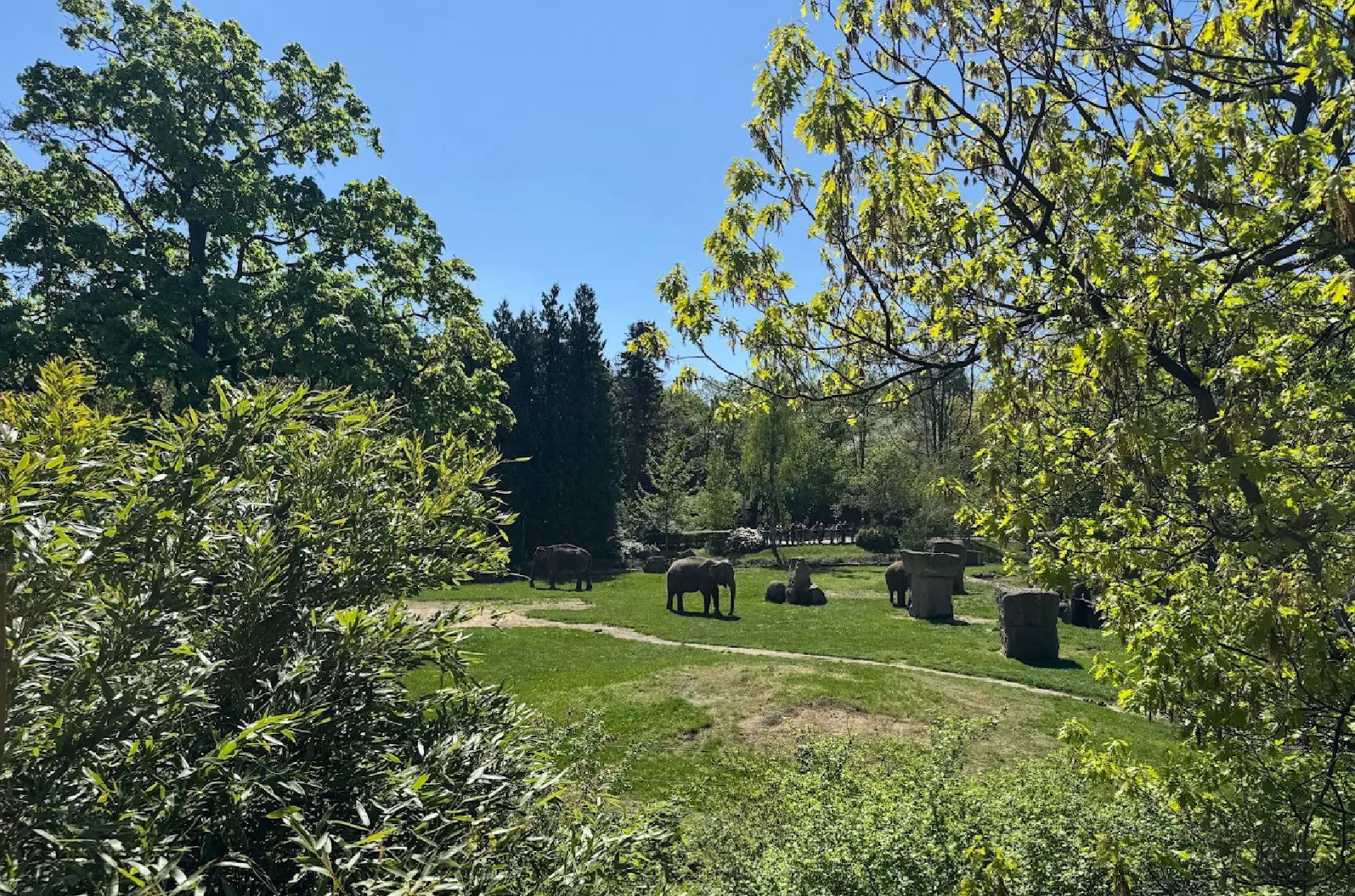 Park scene with several elephants grazing on a green lawn under a blue sky, surrounded by trees and shrubs.