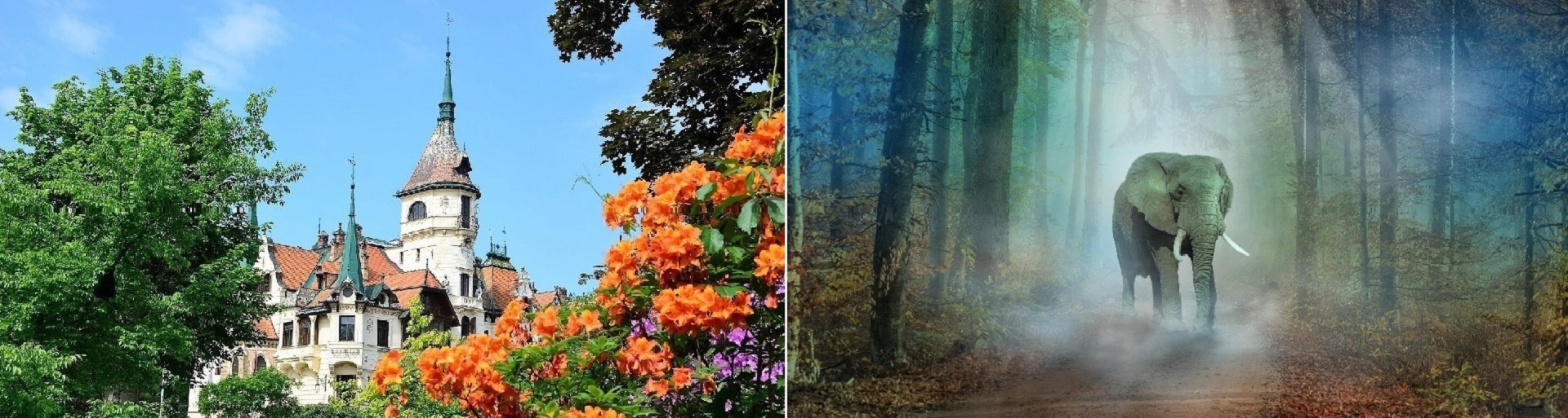 Split image: left shows a castle with orange flowers in the foreground; right shows a misty forest path with an elephant walking toward the viewer.