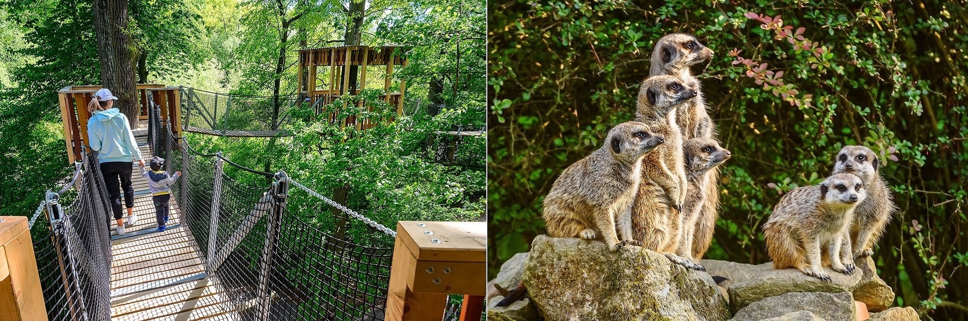 Left: a caregiver and child walking hand-in-hand on a wooden rope bridge through dense green forest. Right: several meerkats perched on rocks among foliage, looking alert.